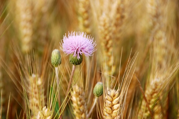 24节气芒种饮食养生宝典