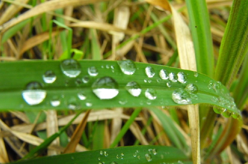 寒露天凉露水重|润燥清咽避燥邪