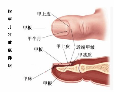 手指甲“月牙”反映健康状况 中医教你怎么看